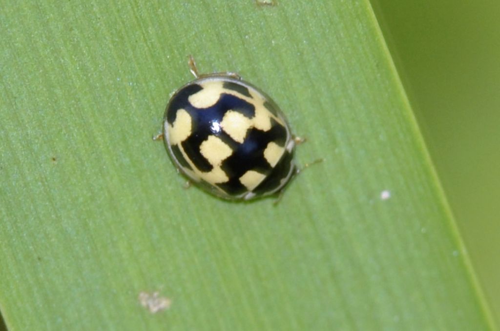 Propylea quatuordecimpunctata, Coccinellidae